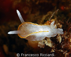 A tiny nudibranch in the Medas Islands by Francesco Ricciardi 